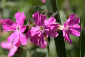 IMG_0528