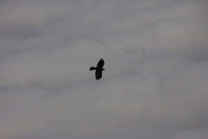 IMG_1900