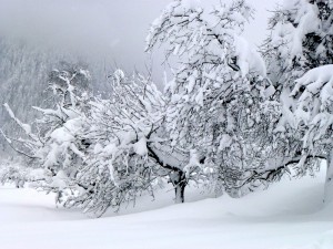 Schnee