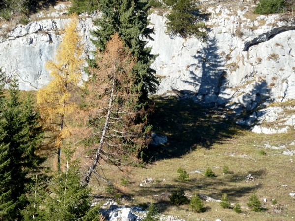 herbstlich gefärbte Lärchen