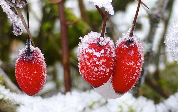 frostige Früchtchen