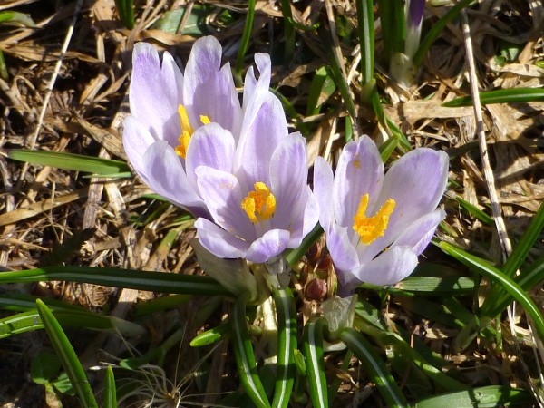 Krokusse