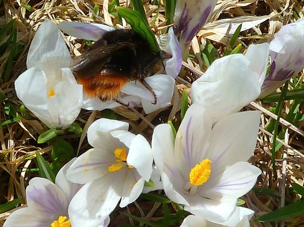 Frühling