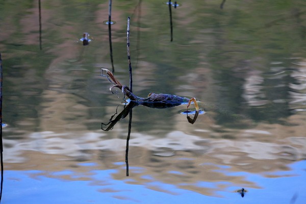 Seewaldsee Krokodil :-)