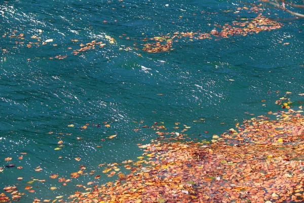 Blätterteppich im See