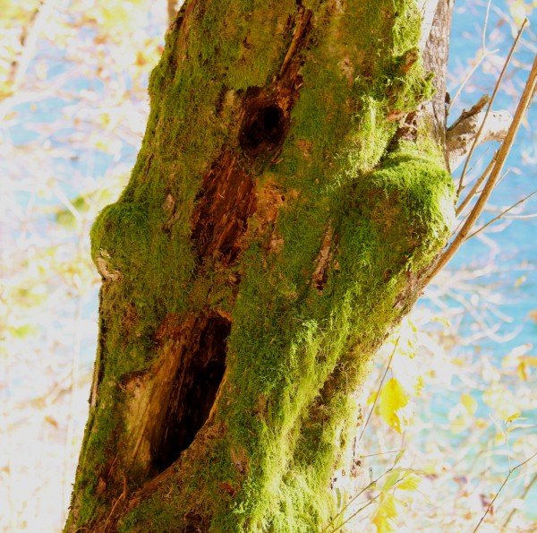 lustiges Baumgesicht
