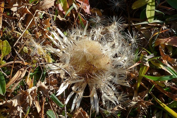 Silberdistel - diese ist auch ein guter Wetteranzeiger, macht sie zu, kann man sich sicher sein dass es bald Schlechtwetter gibt