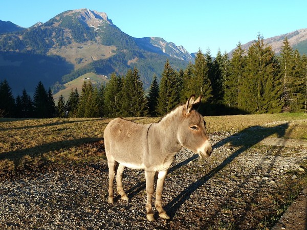 Besuch beim Esel auf der Franzlalm