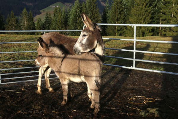 Esel auf der Franzlalm