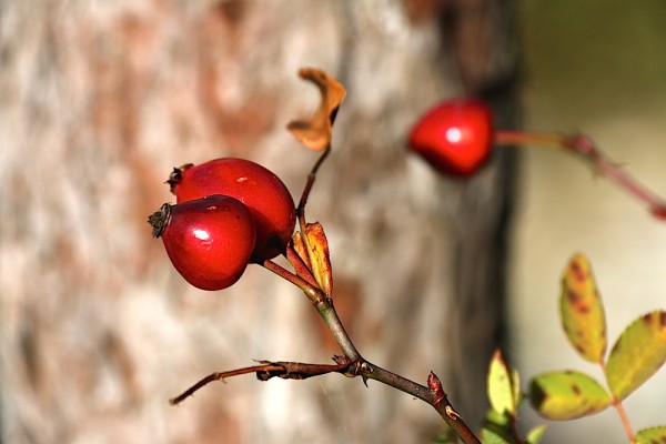 Herbst