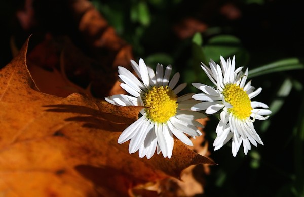 Herbst