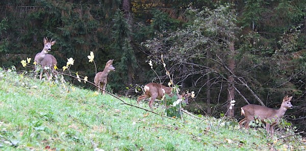 Natur Pur