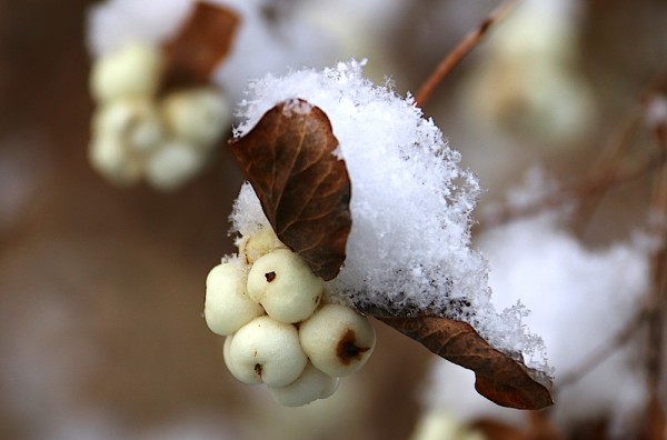 leise rieselt der Schnee