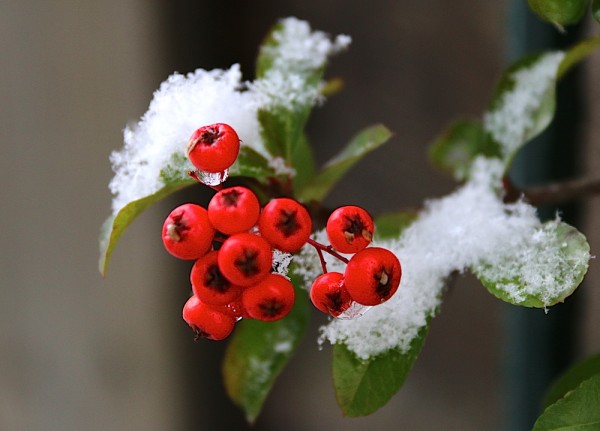 leise rieselt der Schnee
