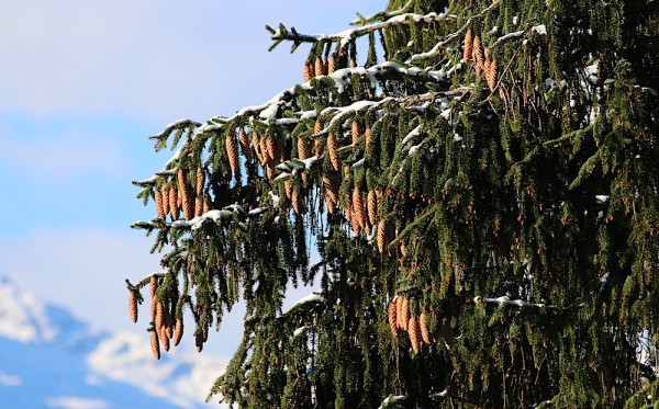 Schnee - Dachstein West