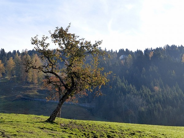 Hahnbaumalm, meine schöne Heimat