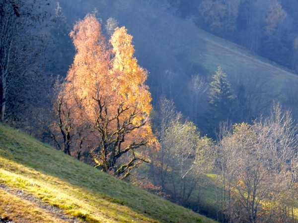 Hahnbaumalm, meine schöne Heimat