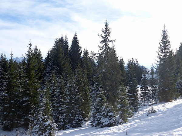 Skifahren Dachstein West