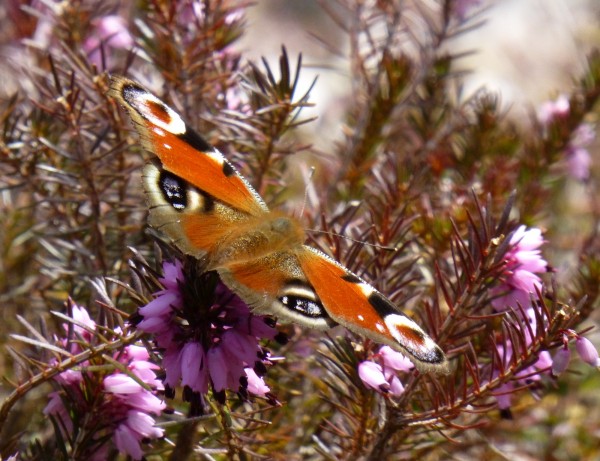 Schmetterling
