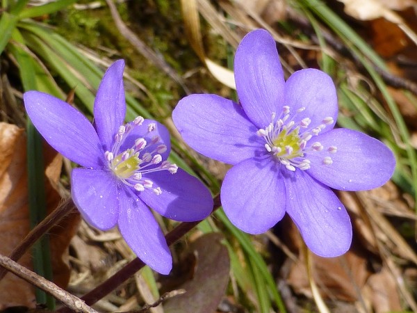 Blumen