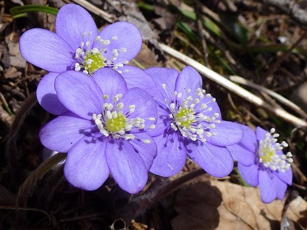 Frühling - Blumen