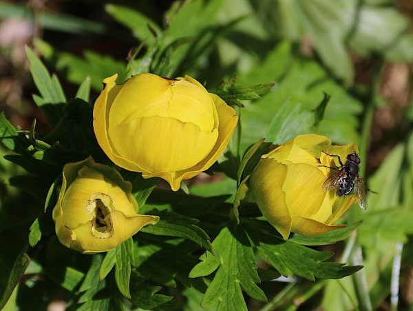 Blumen