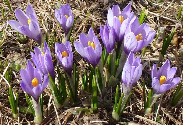 Frühling - Blumen