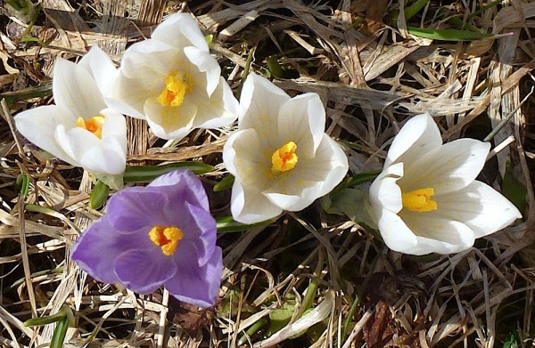 Frühling - Blumen