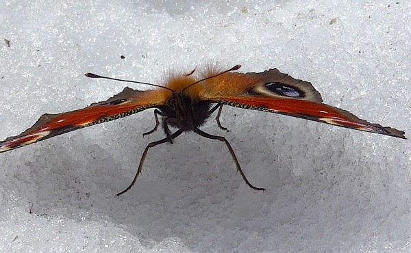 Pfauenauge