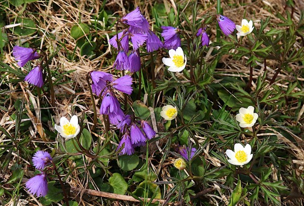 Soldanellen