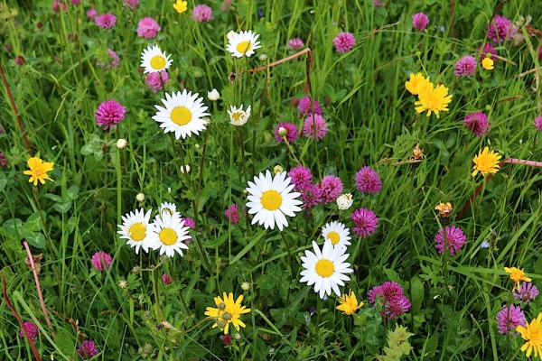 Blumenwiese