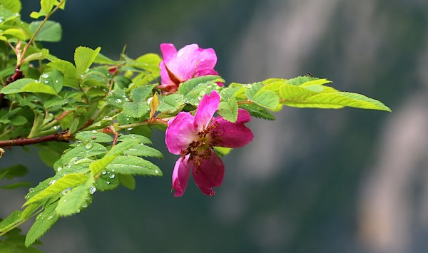 Rosenblüten