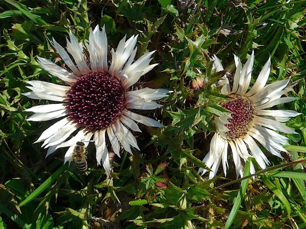 Silberdistel