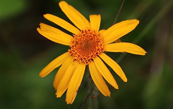 Blumen /Tiere