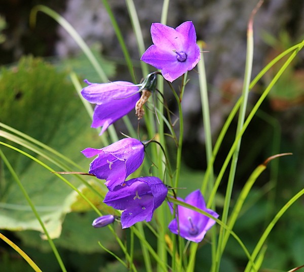 Blumen /Tiere