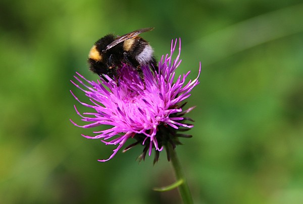 Blumen /Tiere