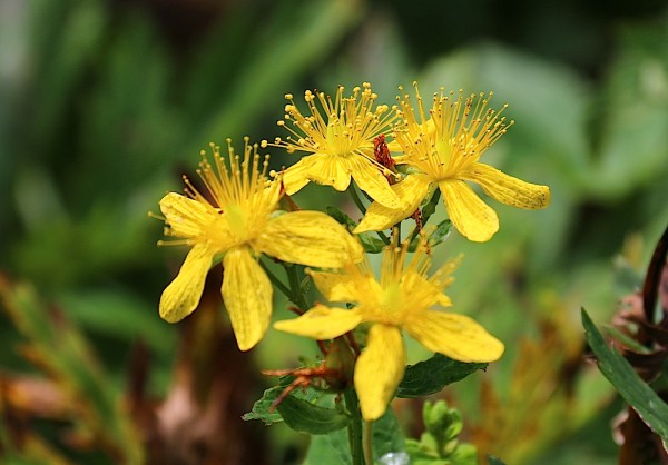 Blumen /Tiere