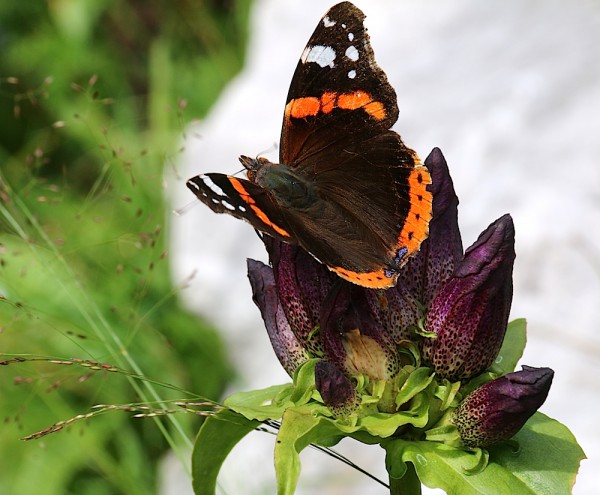 Blumen /Tiere