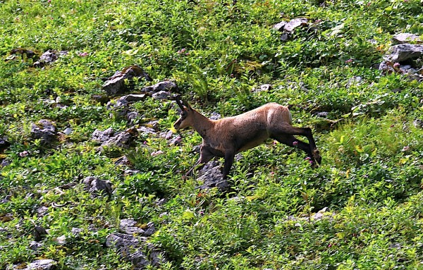 Blumen /Tiere