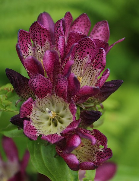 Blumen /Tiere