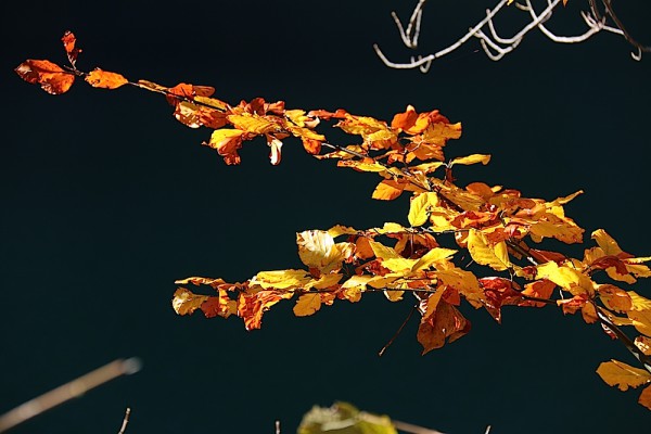 Herbst