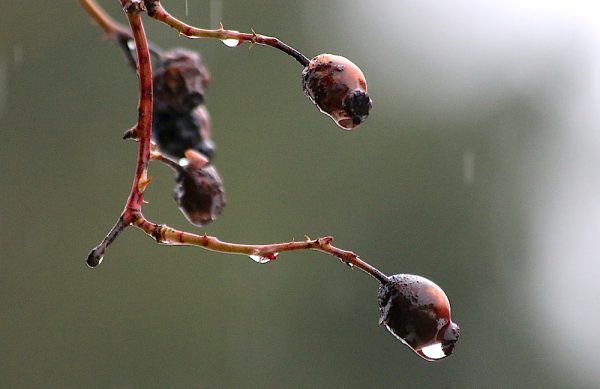 Natur pur