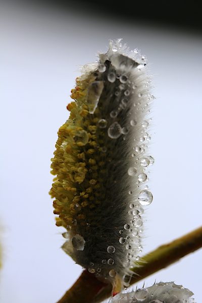 Natur