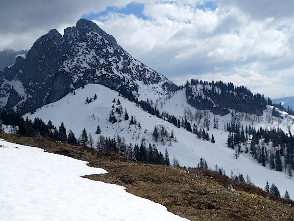 Schneerosen