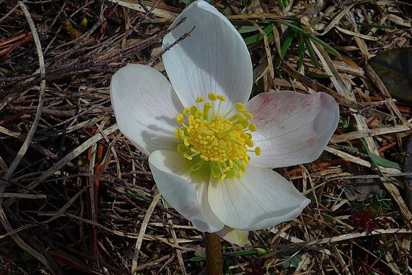 Blumen
