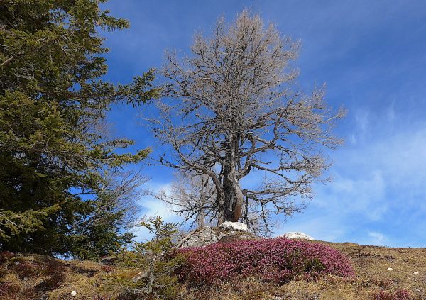 Frühling
