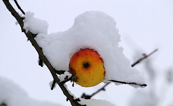 Vitamine auch im Winter