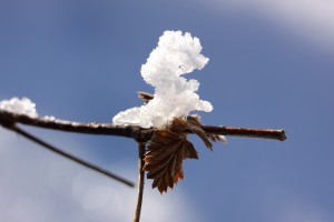 IMG_8018