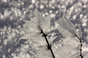 IMG_8093-1