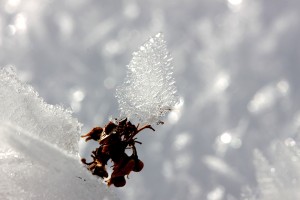 IMG_8101